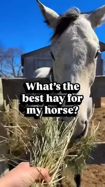 Blue Mountain Hay - High Altitude Forage