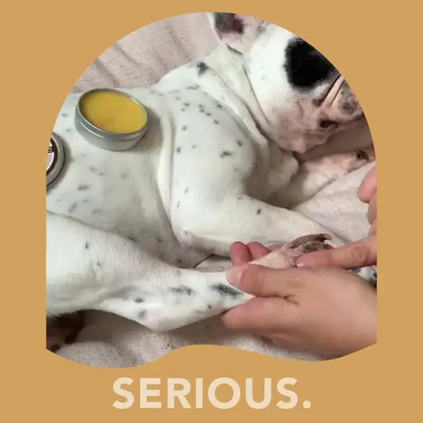 Natural Dog Company