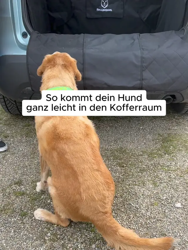 Fellbengel