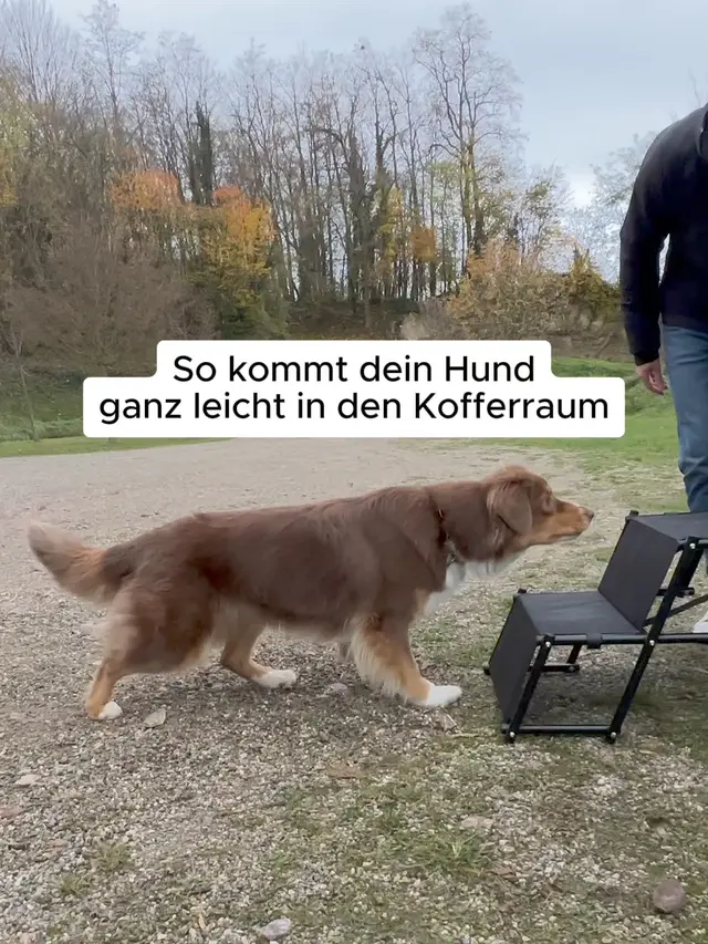 Fellbengel