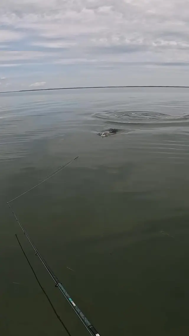 Topwater Co
