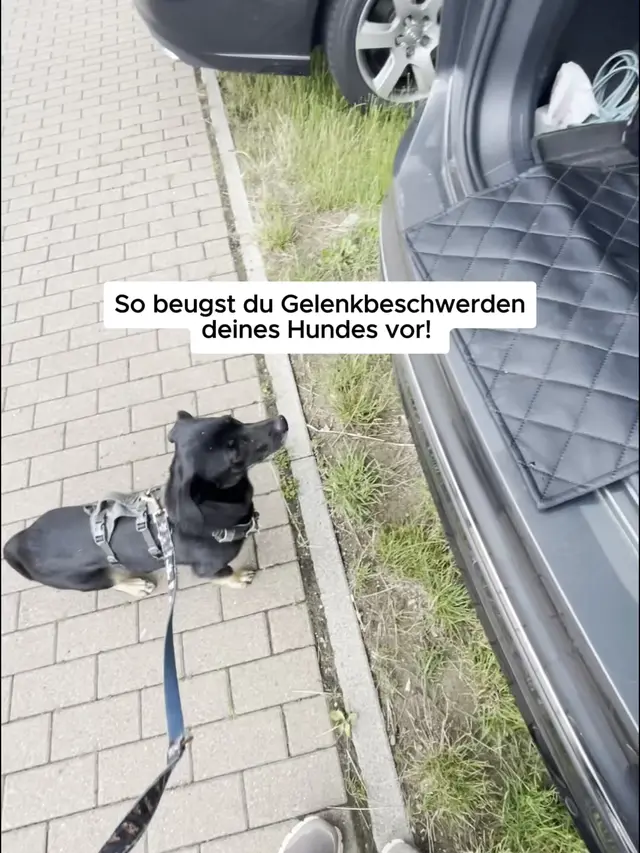 Fellbengel