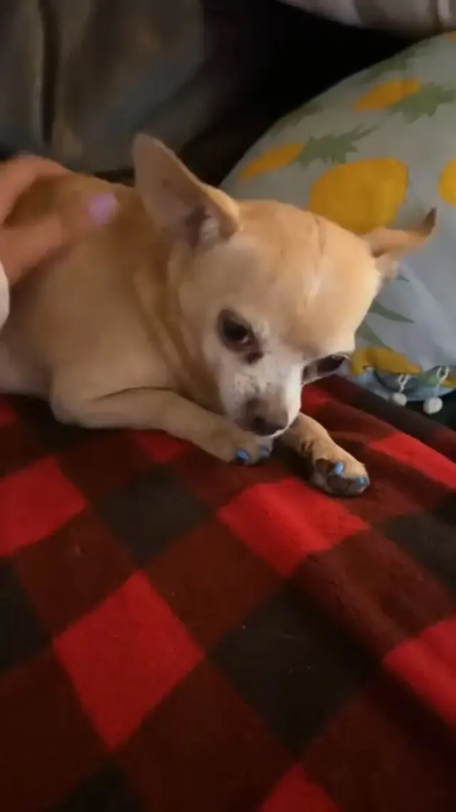 Yorkies Gram