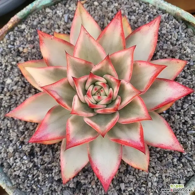 엑스플랜트-Xplant.co.kr
