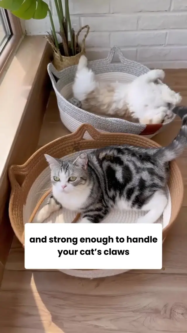 CutyPet