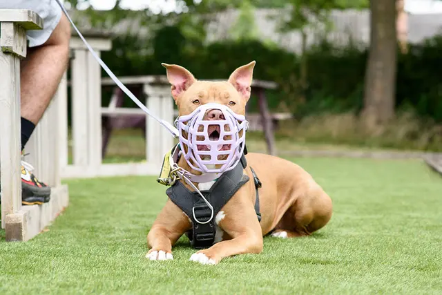 The Muzzle Movement