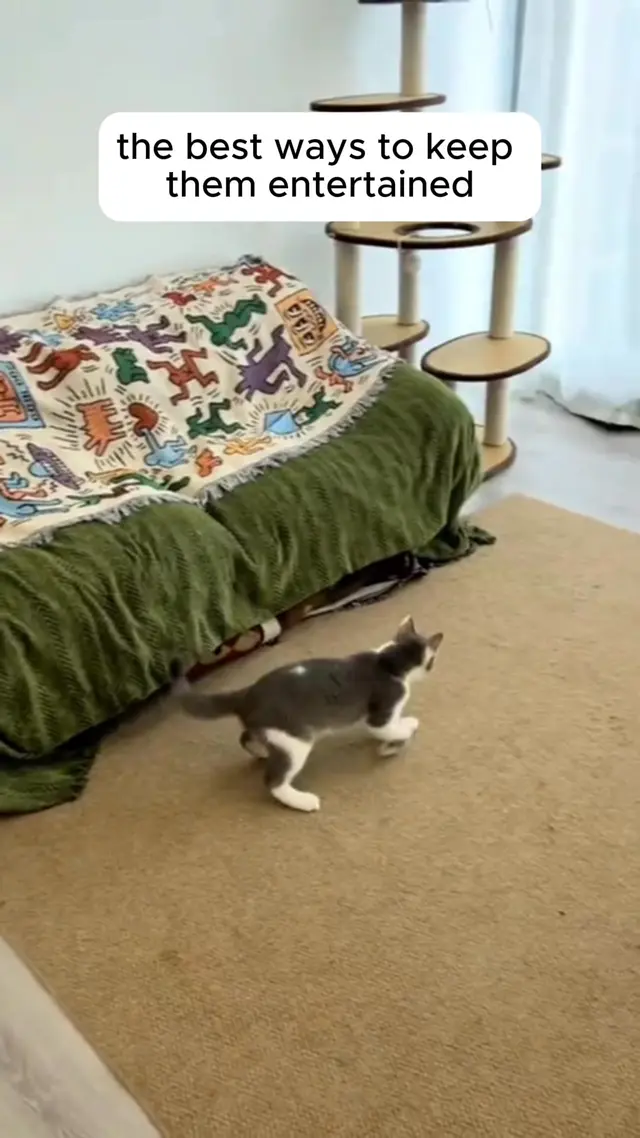 LapCatz