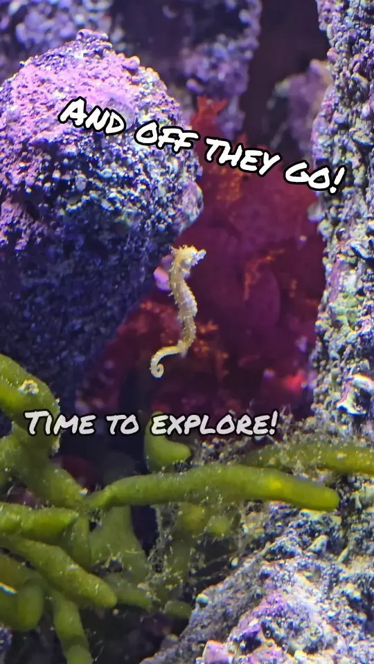 Dallas North Aquarium