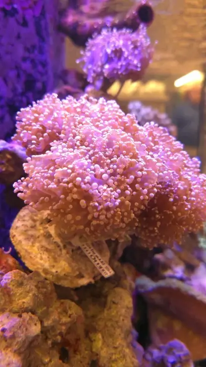 Dallas North Aquarium