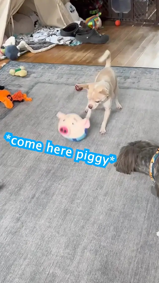 Puptex