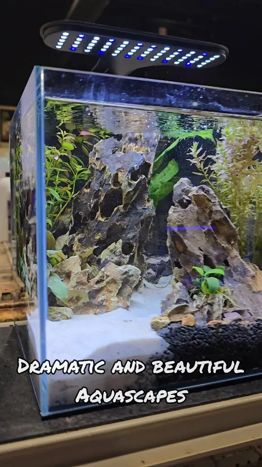 Dallas North Aquarium