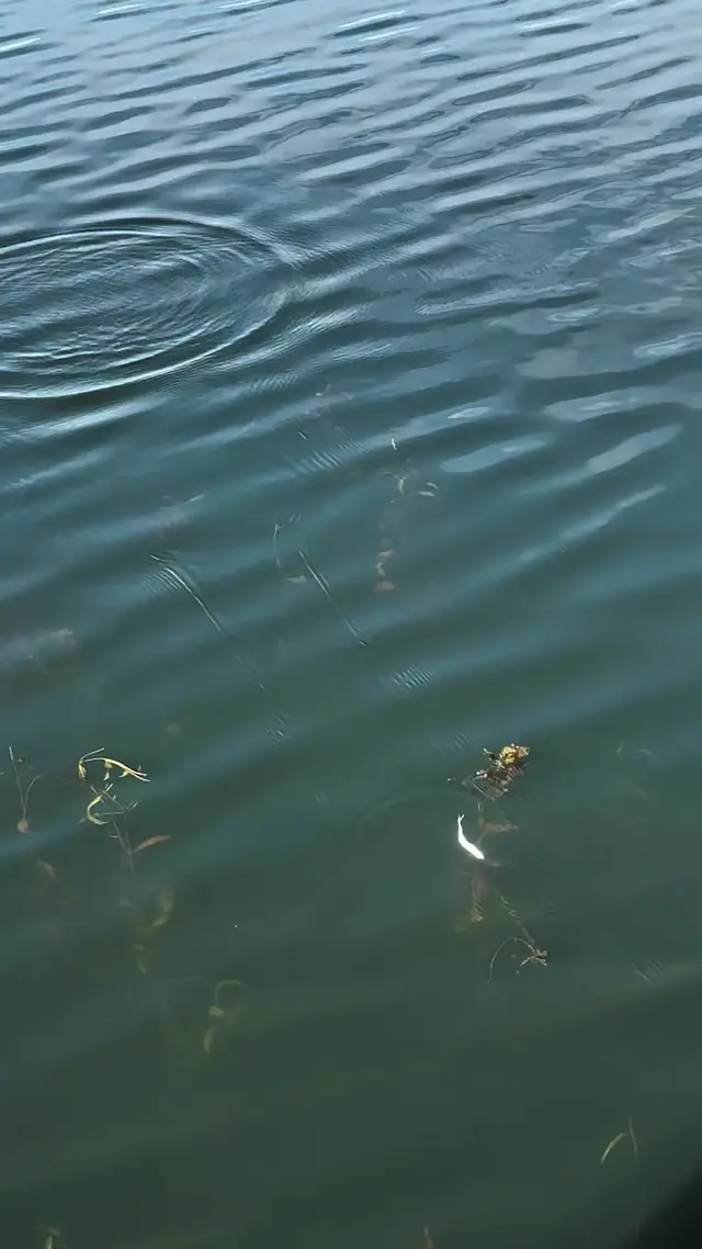Core Tackle
