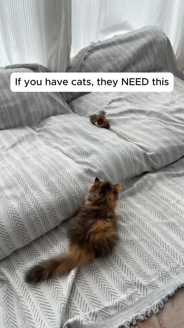 LapCatz