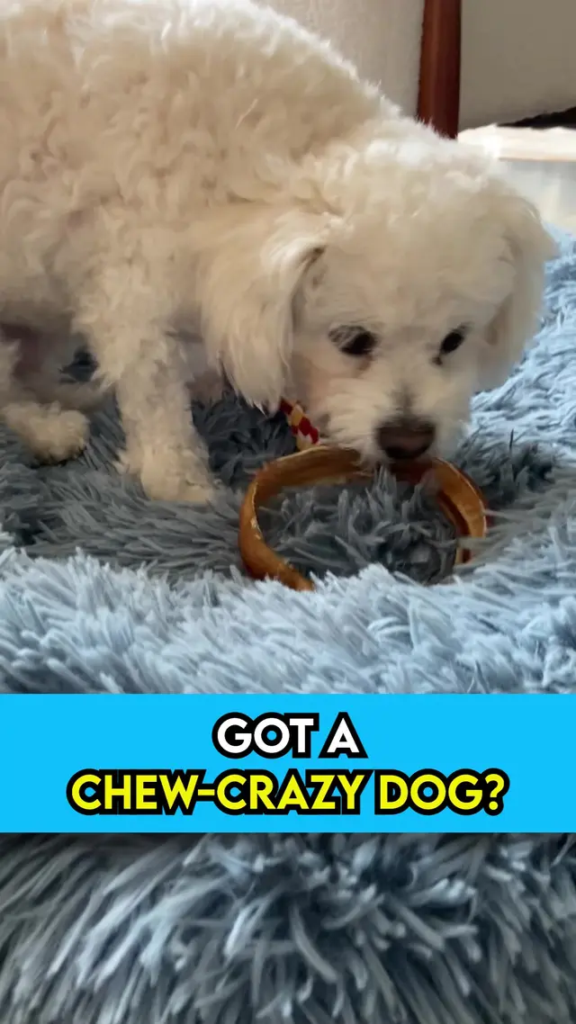 HotSpot Pets