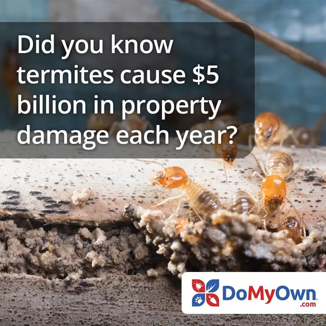 Domyown.com - DIY Pest Control, Lawn Care, and More