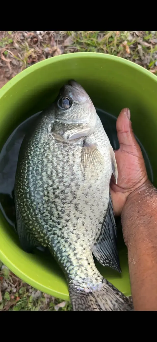Catch More