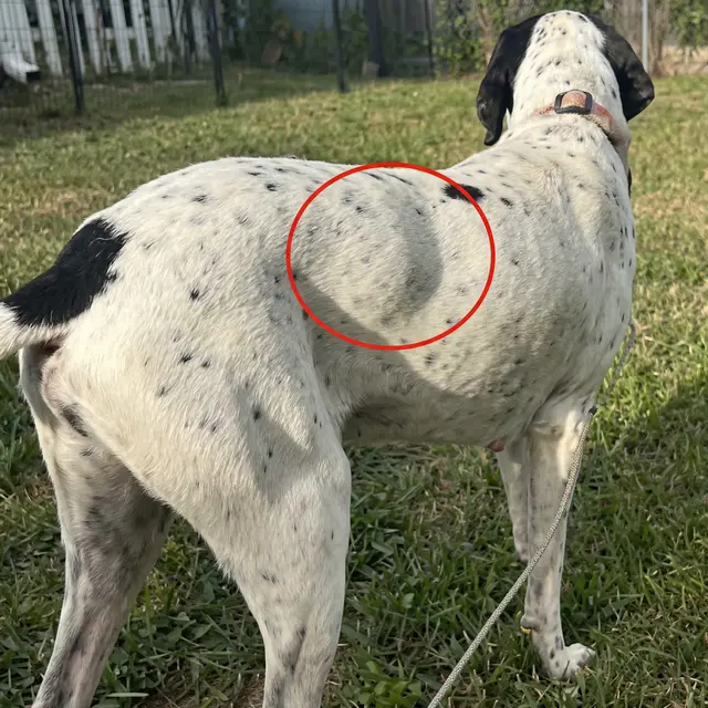 The Dog Parent's Guide
