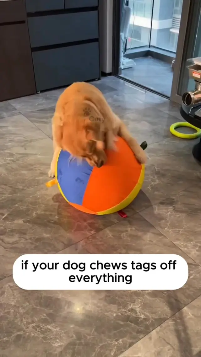 CutyPet