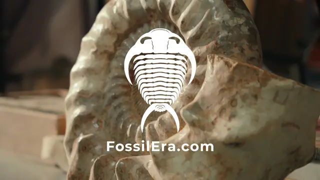 Fossilera
