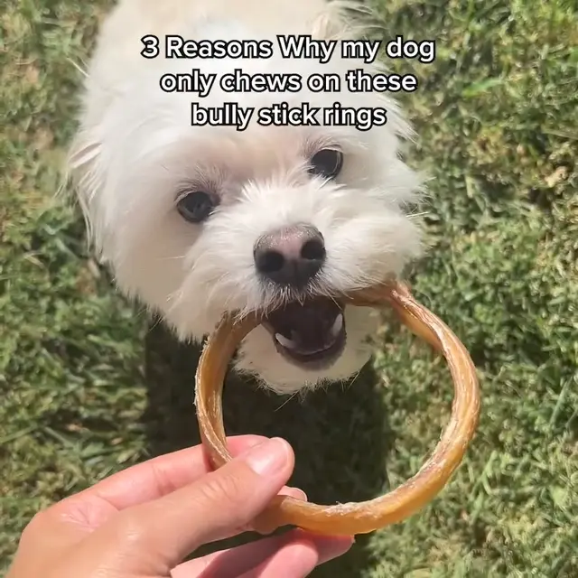 HotSpot Pets