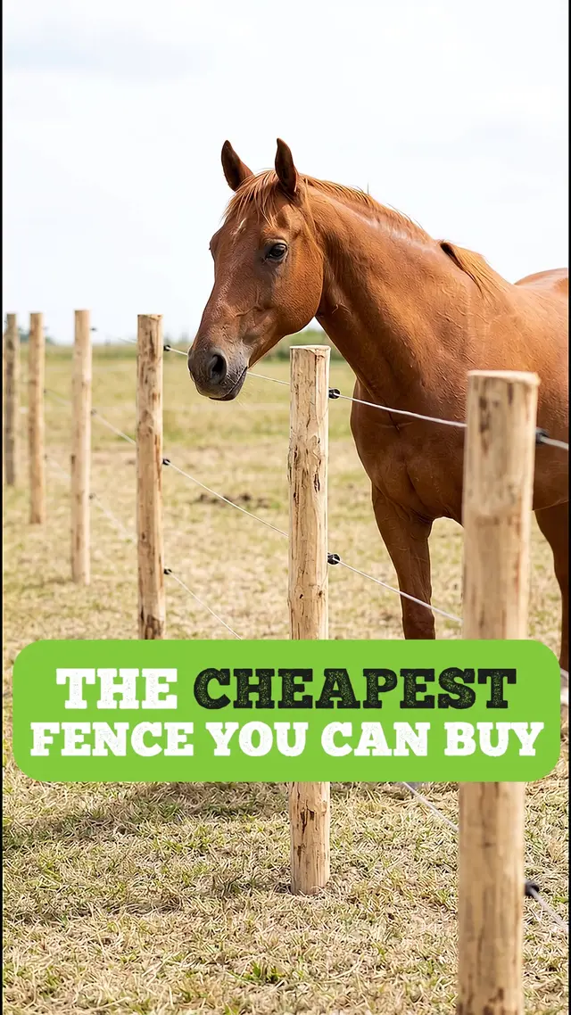Cameo Fencing: The Safe Horse Fencing System