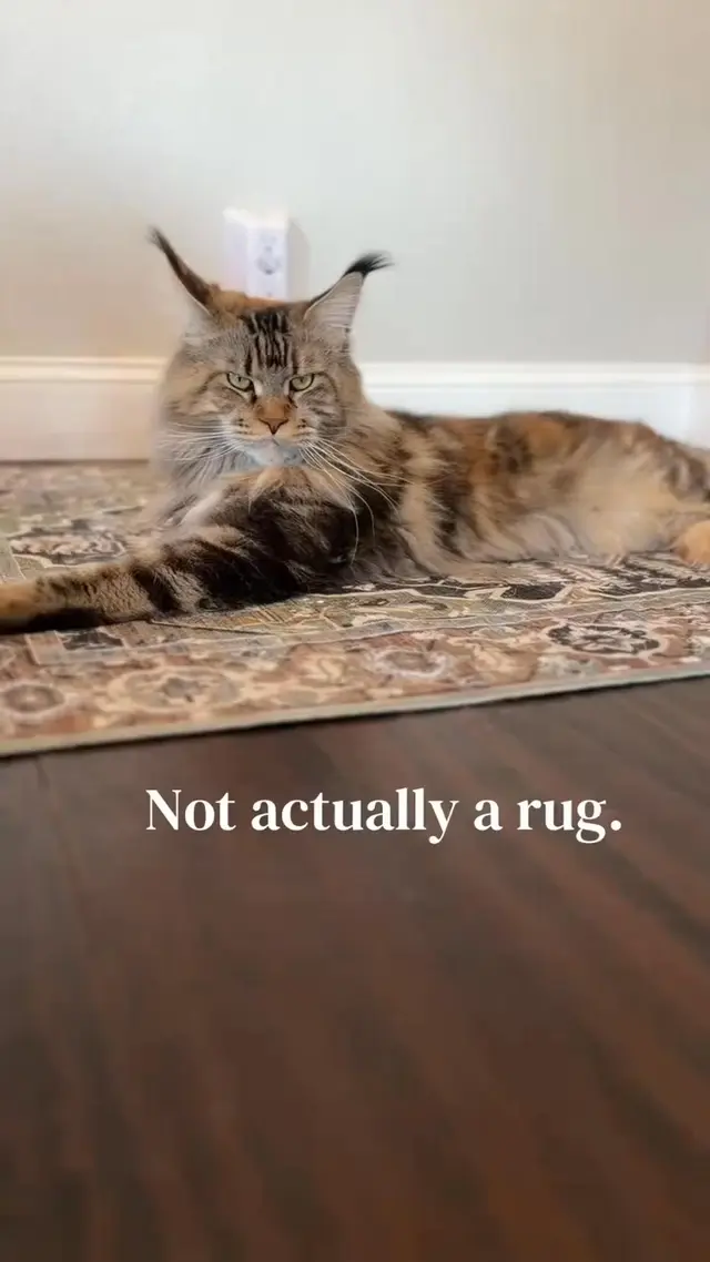 Furry Basics