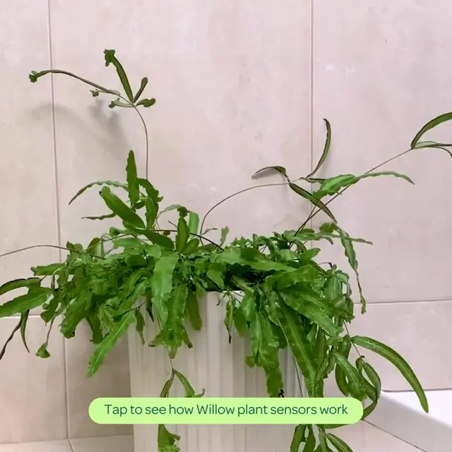 Willow