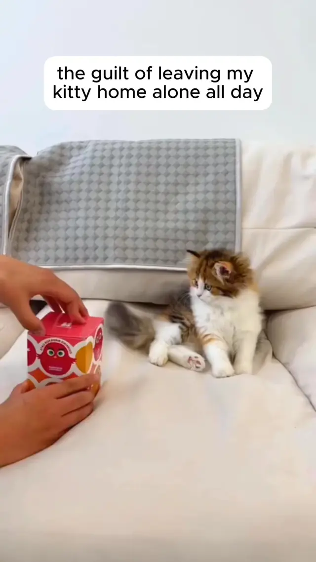 LapCatz