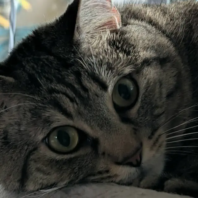 Maxpaw Health
