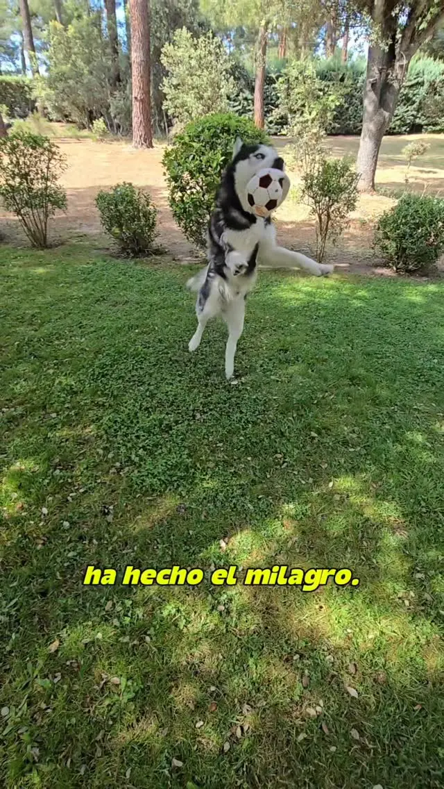 Max the husky