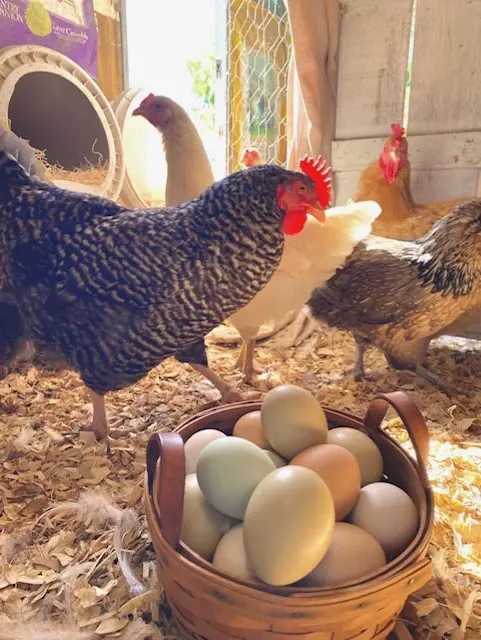 41 Feed and Garden Center