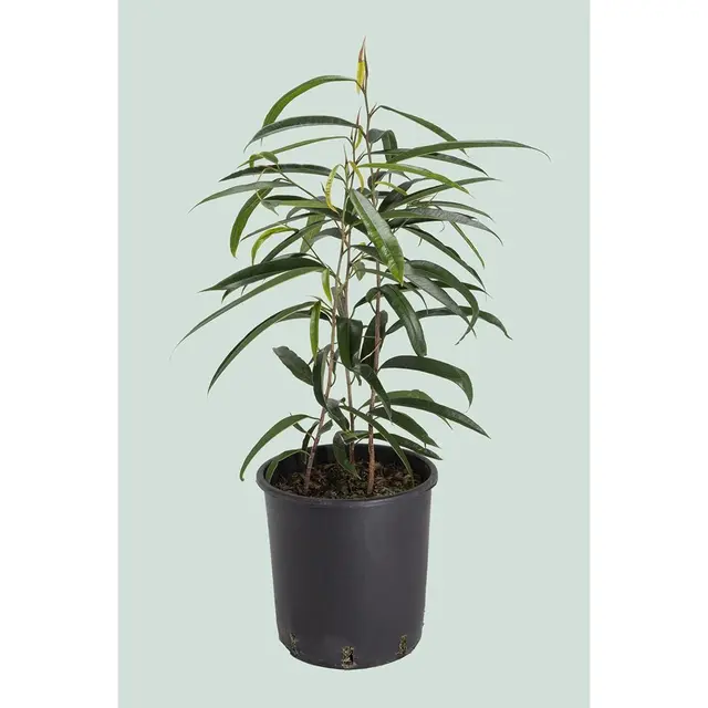 PlantHouse