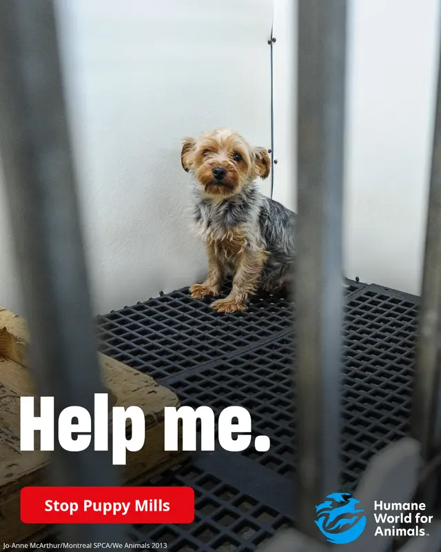 Humane World for Animals