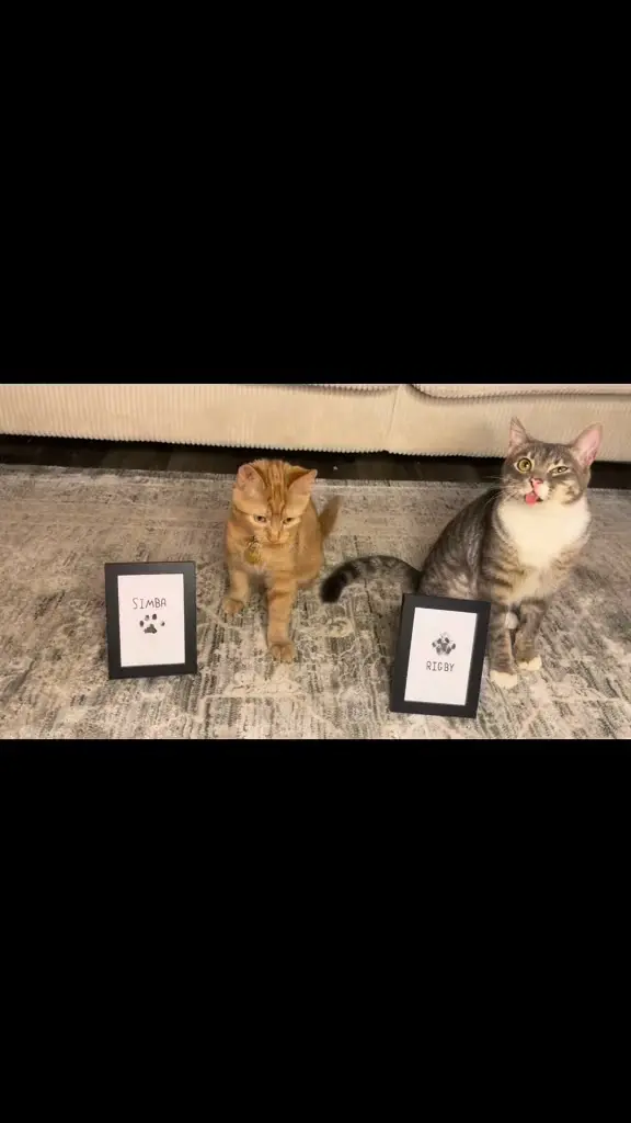 Voowow Gift