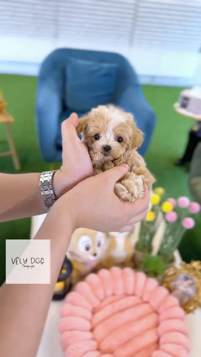 Velydog Teacup Puppies