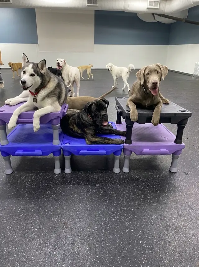 Lakeview Animal Hospital