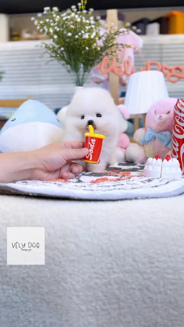 Velydog Teacup Puppies