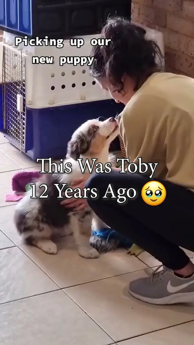 Waggle Hound
