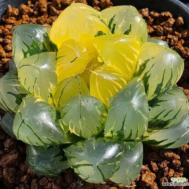엑스플랜트-Xplant.co.kr