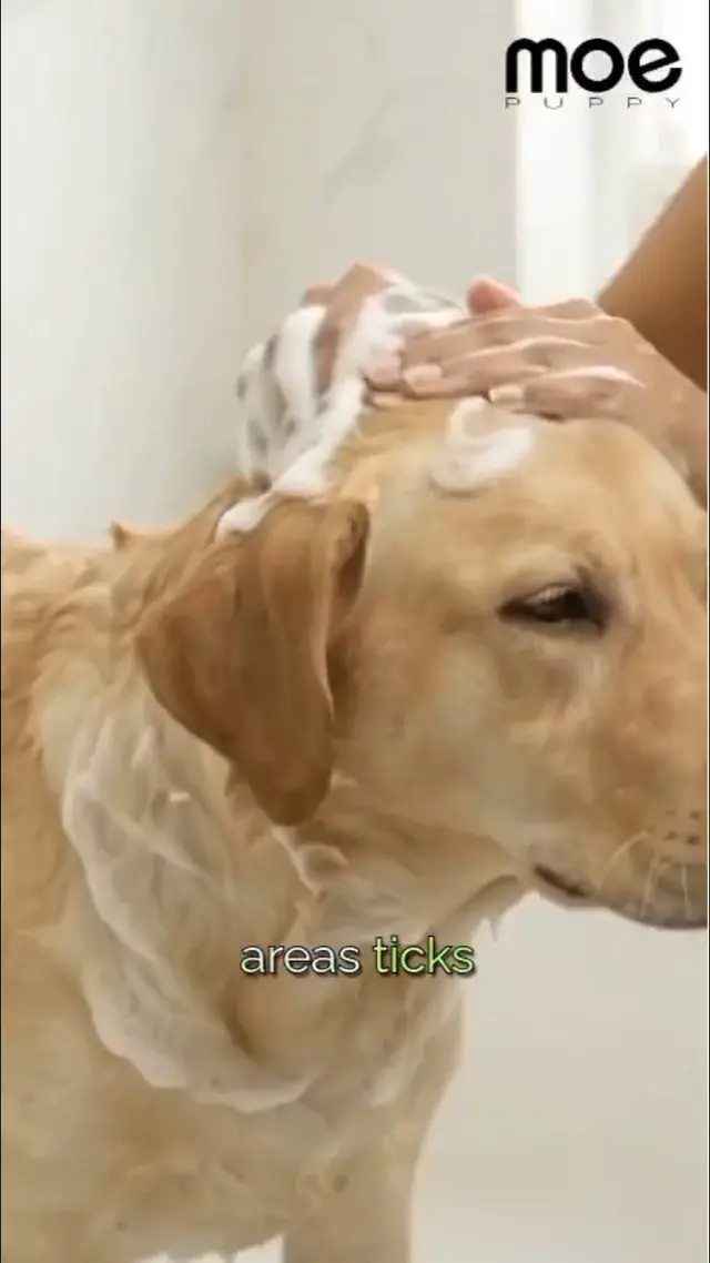 Moe Puppy