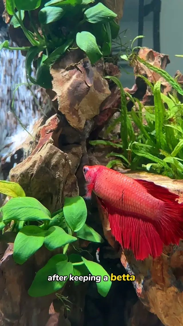Hygger Aquarium