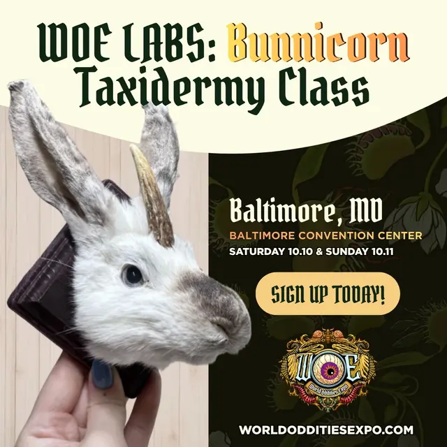World Oddities Expo