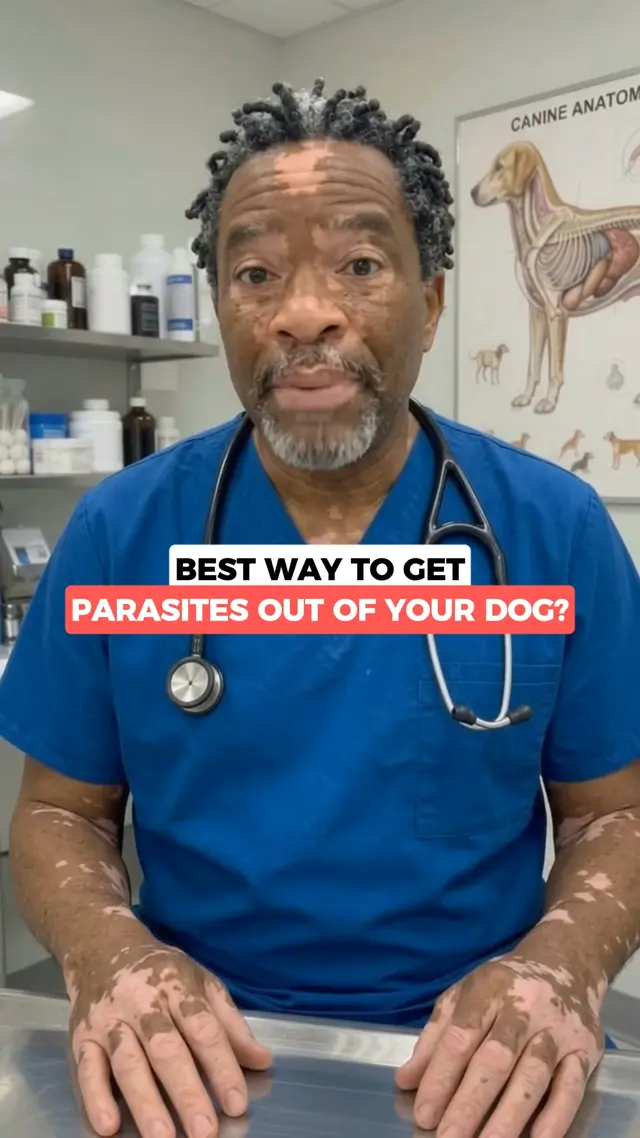 PetVets News