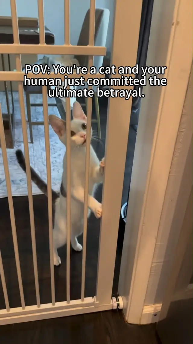 Pawreto
