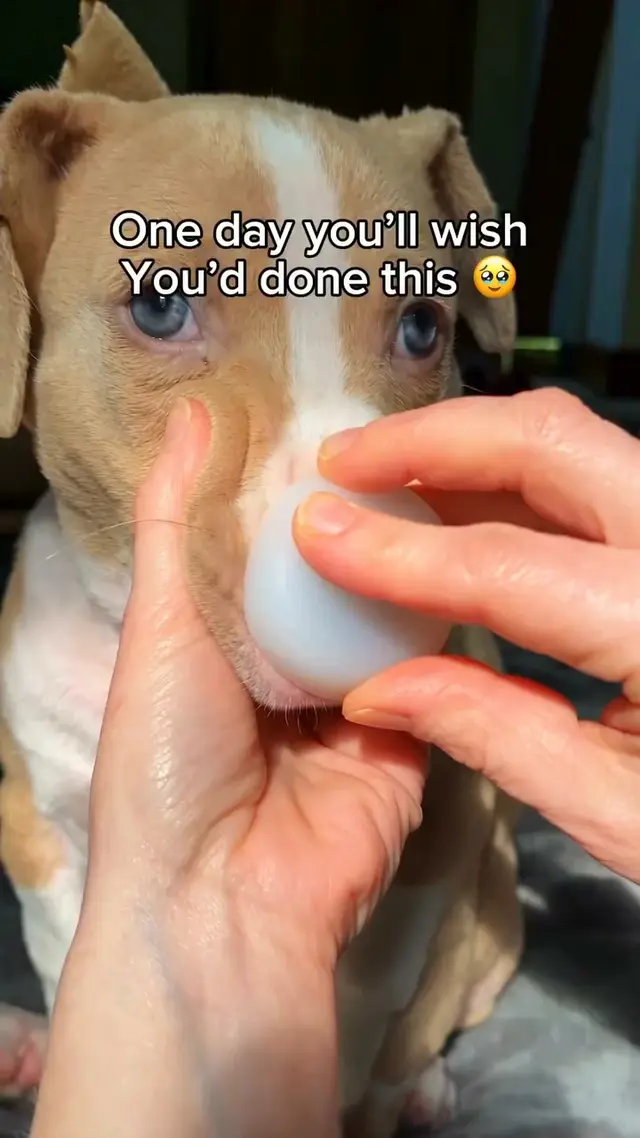 Dog Parent Diaries